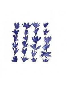 flores secas prensadas azul Centaurea Cyanius para manualidades