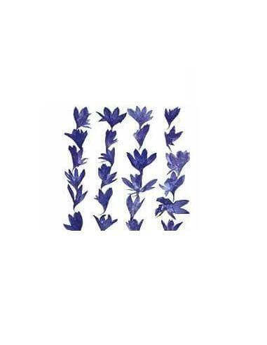 flores secas prensadas azul Centaurea Cyanius para manualidades