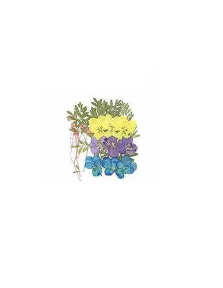 FLORES SECAS PRENSADAS PARA DECORAR
