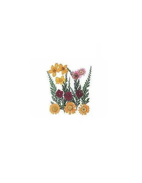 FLORES SECAS PRENSADAS PARA DECORAR