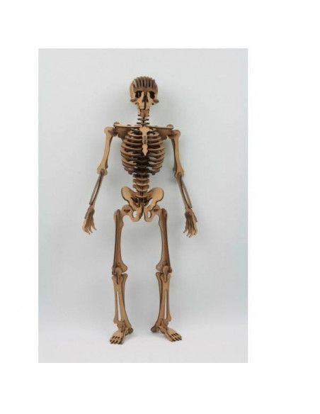 MAQUETA DEL ESQUELETO HUMANO