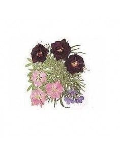 FLORES SECA PRENSADAS PARA DECORAR POUPURRI 2