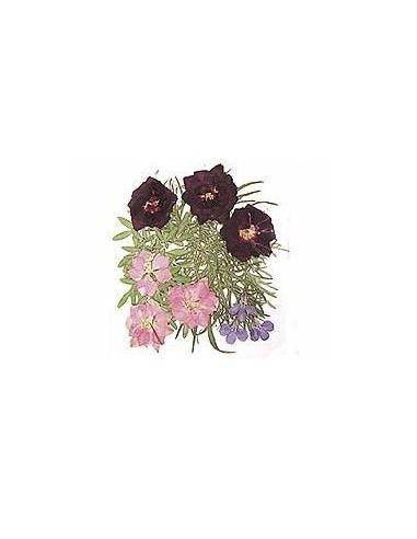 FLORES SECA PRENSADAS PARA DECORAR POUPURRI 2