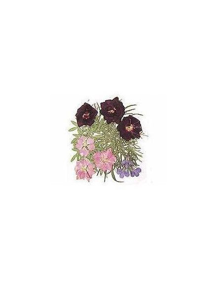 FLORES SECA PRENSADAS PARA DECORAR POUPURRI 2