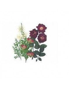 FLORES SECA PRENSADAS PARA DECORAR POUPURRI 3