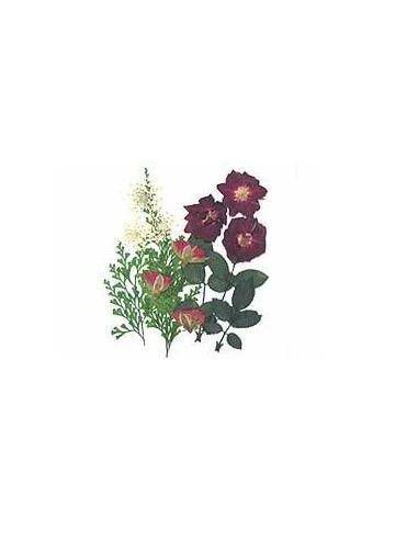 FLORES SECA PRENSADAS PARA DECORAR POUPURRI 3