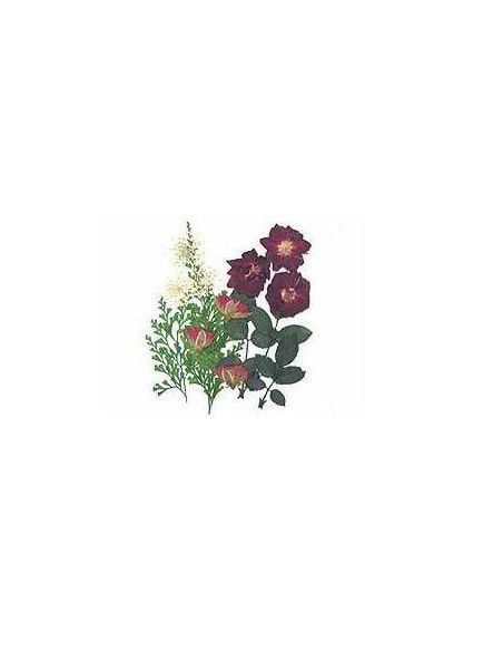 FLORES SECA PRENSADAS PARA DECORAR POUPURRI 3