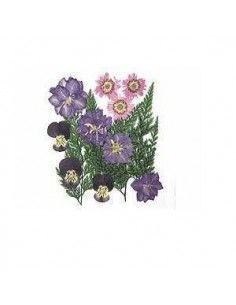 FLORES SECA PRENSADAS PARA DECORAR POUPURRI 4