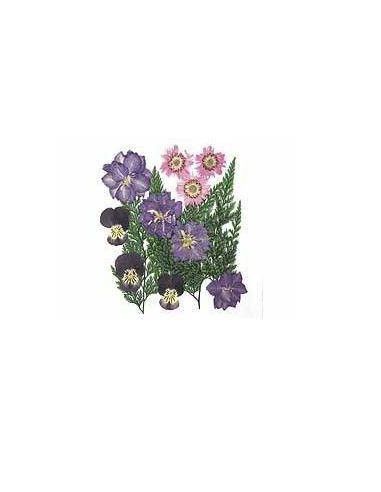 FLORES SECA PRENSADAS PARA DECORAR POUPURRI 4