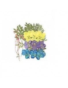 FLORES SECA PRENSADAS PARA DECORAR POUPURRI 6