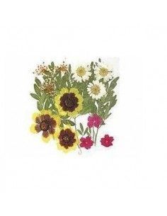 FLORES SECA PRENSADAS PARA DECORAR POUPURRI 7