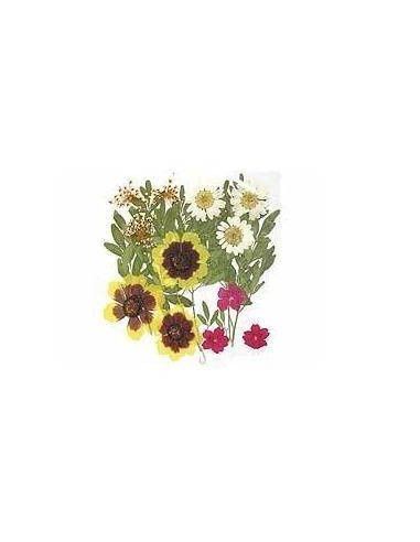 FLORES SECA PRENSADAS PARA DECORAR POUPURRI 7