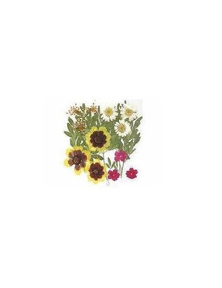 FLORES SECA PRENSADAS PARA DECORAR POUPURRI 7