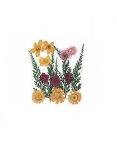 FLORES SECA PRENSADAS PARA DECORAR POUPURRI 9