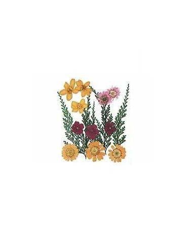 FLORES SECA PRENSADAS PARA DECORAR POUPURRI 9