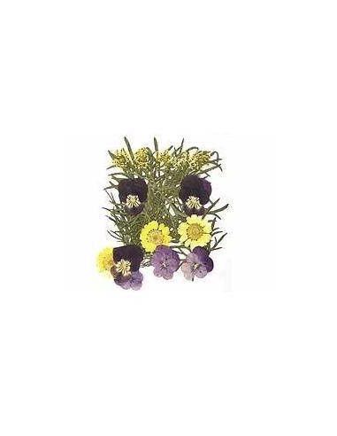 FLORES SECA PRENSADAS PARA DECORAR POUPURRI 10