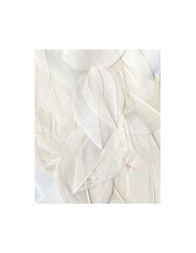 Plumas 3G Artemio